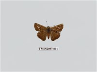 藏品(尖翅褐弄蝶)的圖片